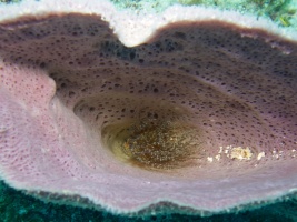 Corkscrew Anemone in Purple Vase Sponge IMG 5084